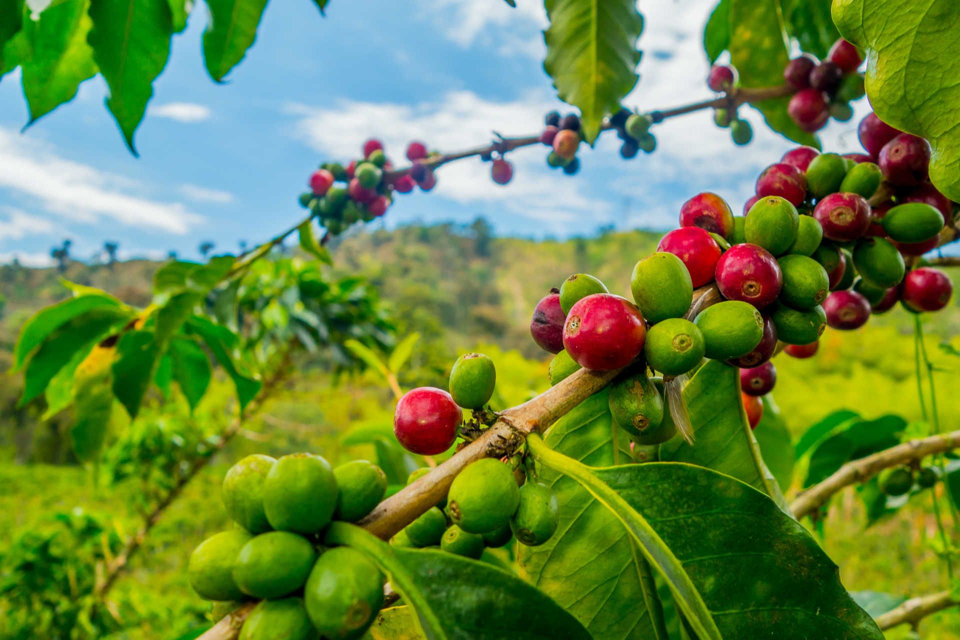 coffee-fruit-farm-plantation-manizales-colombia-shutterstock_325255673_d6873a27ab